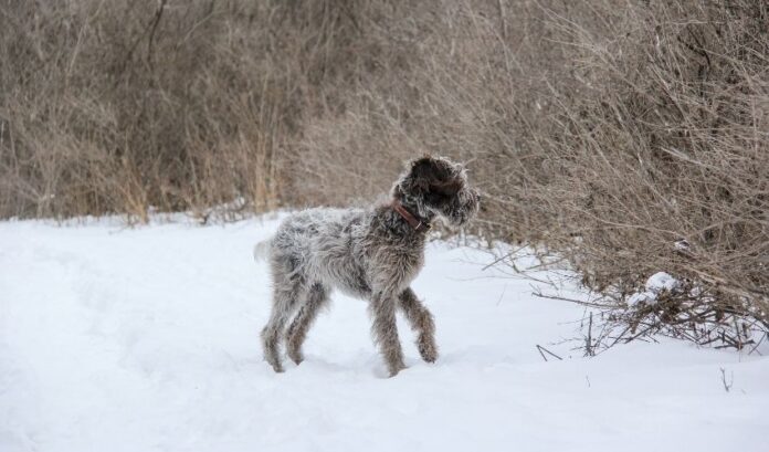 5 esperienze importanti quando ci si prende cura dei cuccioli di cane Grand Griffon Vendeen

