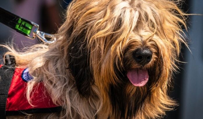 5 passaggi per verificare la salute prima di allevare un cane Grand Griffon Vendeen a casa

