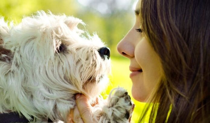 Come allevare i cuccioli di Grand Griffon Vendeen in sicurezza ed evitare intossicazioni alimentari

