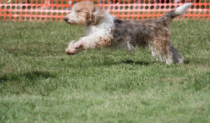 Come allevare un cane Grand Griffon Vendeen per principianti: istruzioni dettagliate

