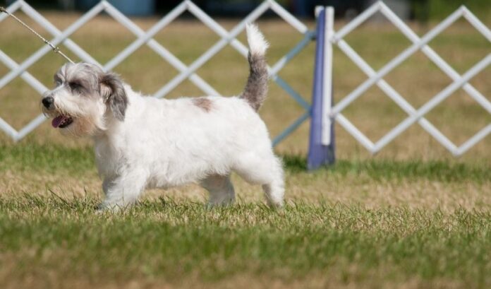 Come identificare i cani Grand Griffon Vendeen di razza pura e mista

