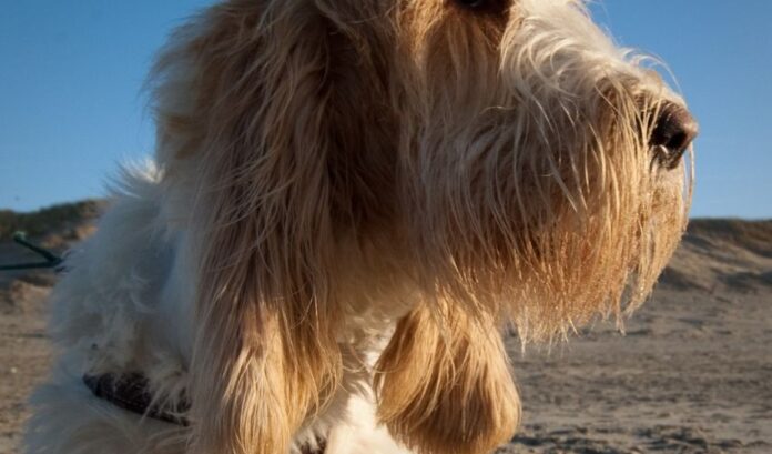 Come integrare il calcio per i cani Grand Griffon Vendeen: segreti per allevare cani sani

