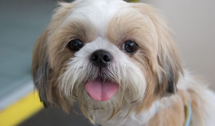 Come prendersi cura dei cani Grand Griffon Vendeen da 1-2 mesi: consigli per allevare cani di piccola taglia

