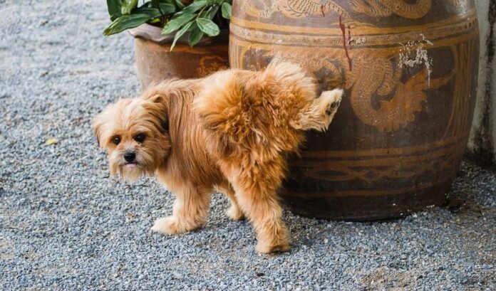 Come prendersi cura della pelliccia del cane Grand Griffon Vendeen per prevenire i pidocchi parassiti

