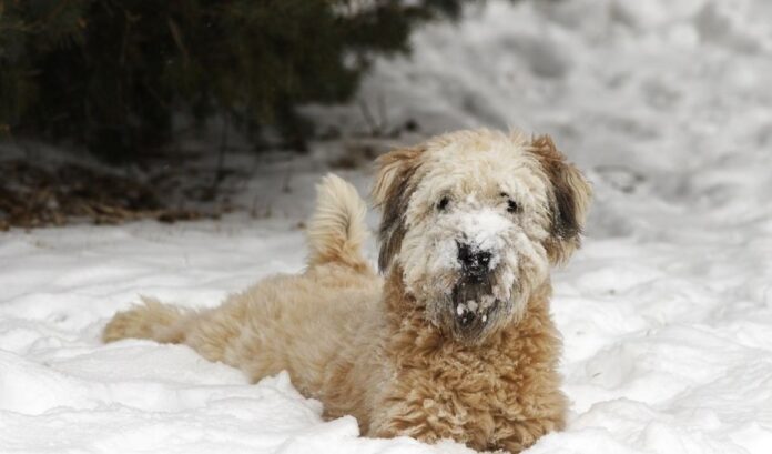 Come prendersi cura e tagliare il mantello di un cane Grand Griffon Vendeen

