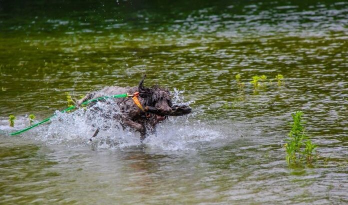 Come prevenire e curare il diabete nei cani Grand Griffon Vendeen: istruzioni dettagliate

