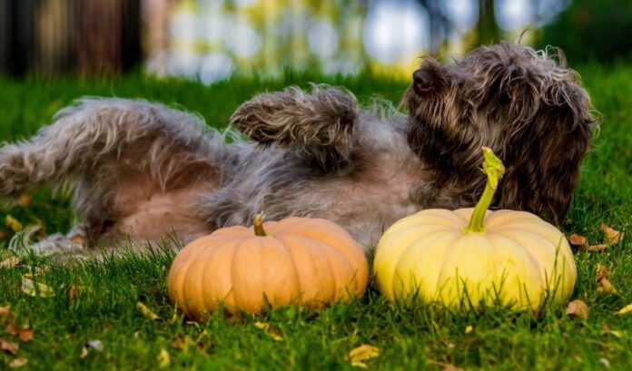 Come prevenire e curare le malattie degli occhi nei cani Grand Griffon Vendeen: istruzioni dettagliate

