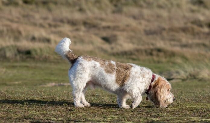 Come prevenire e curare le malattie della tiroide nei cani Grand Griffon Vendeen: suggerimenti per la salute degli animali domestici

