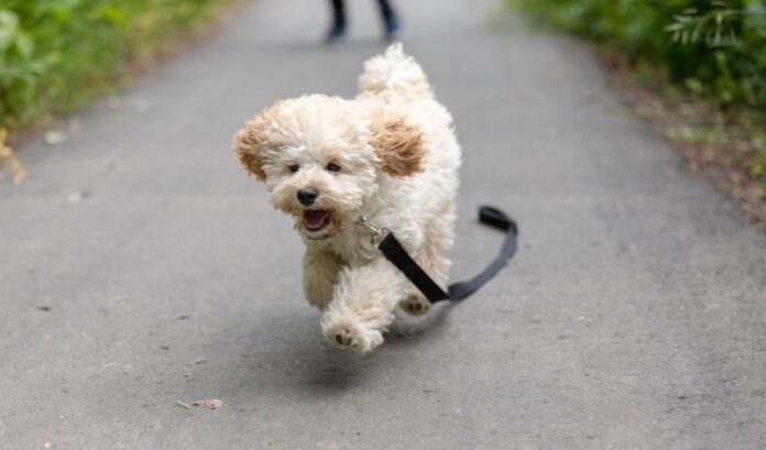 Come trattare i pidocchi parassiti sulla pelliccia del cane Grand Griffon Vendeen: istruzioni dettagliate

