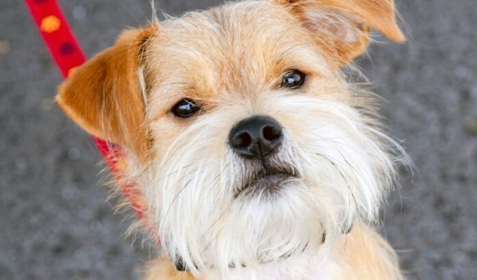 Cose fondamentali su come allevare un cane Grand Griffon Vendeen che devi sapere

