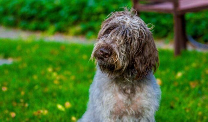 Effetti dannosi dell'allevamento di un cane Grand Griffon Vendeen: cose da sapere per proteggere la tua salute e quella del tuo cane

