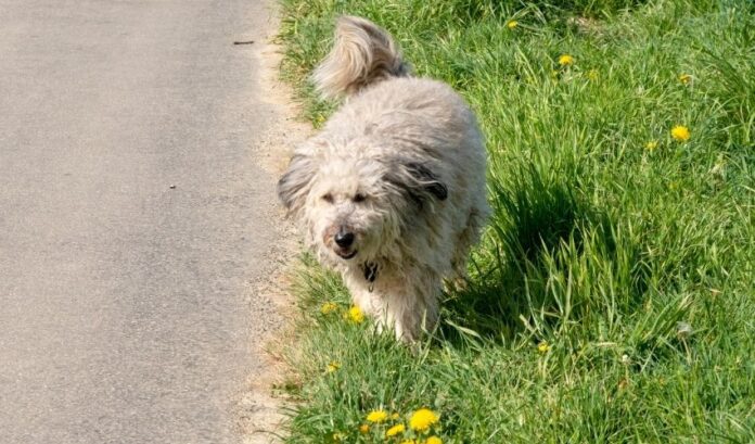 Introduzione al cane Grand Griffon Vendeen: origine, caratteristiche e personalità

