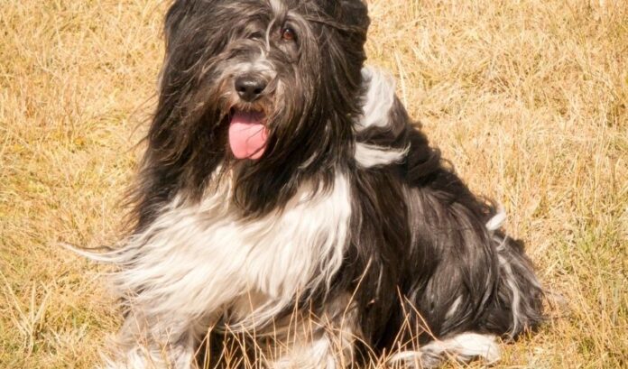 Passi per prendersi cura del pelo del cane Grand Griffon Vendeen dopo il bagno per ridurre i grovigli di pelo

