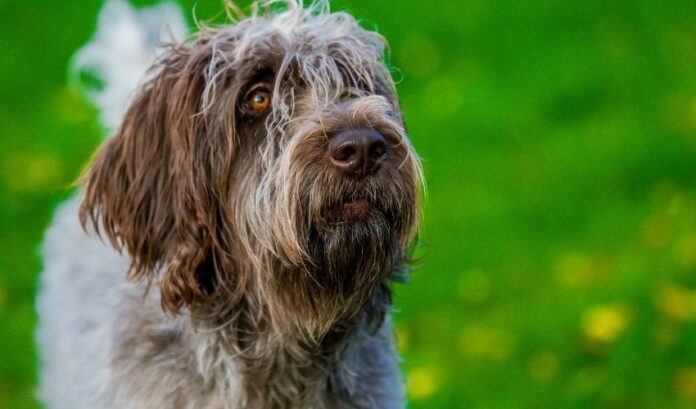 Risposte alle domande sull'allevamento di un cane Grand Griffon Vendeen: tutto quello che devi sapere

