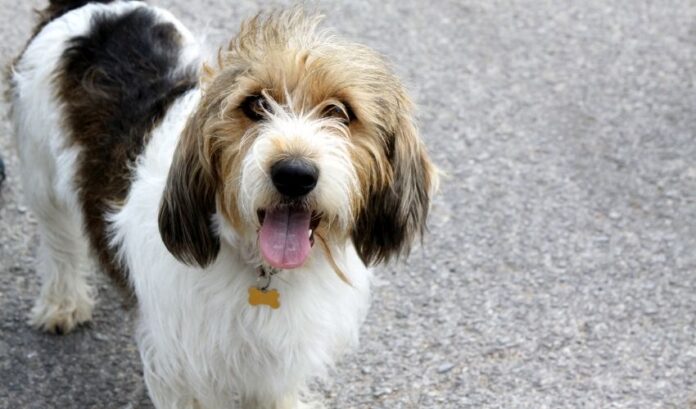 Segni di defecazione del cane Grand Griffon Vendeen che devi conoscere per prenderti cura del tuo cane

