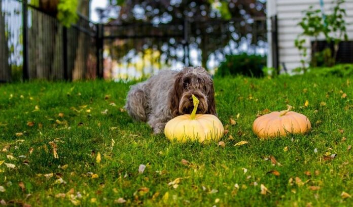 Segreti per prendersi cura dei cuccioli di Grand Griffon Vendeen fin dalla tenera età: istruzioni dettagliate per i proprietari di cani

