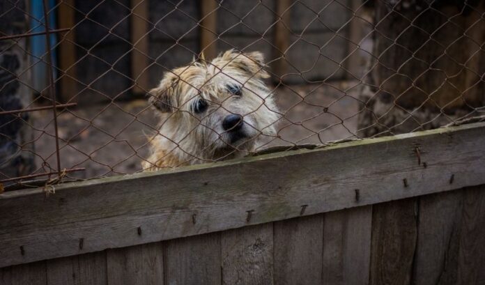 Sintomi e modi per prevenire la diarrea nei cani Grand Griffon Vendeen - Istruzioni dettagliate

