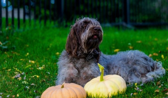 Strumenti e conoscenze necessari per allevare i cani Grand Griffon Vendeen - Istruzioni dettagliate

